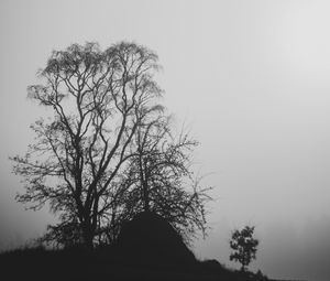 Preview wallpaper trees, branches, silhouettes, black and white, bw