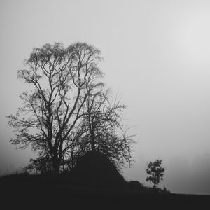 Preview wallpaper trees, branches, silhouettes, black and white, bw