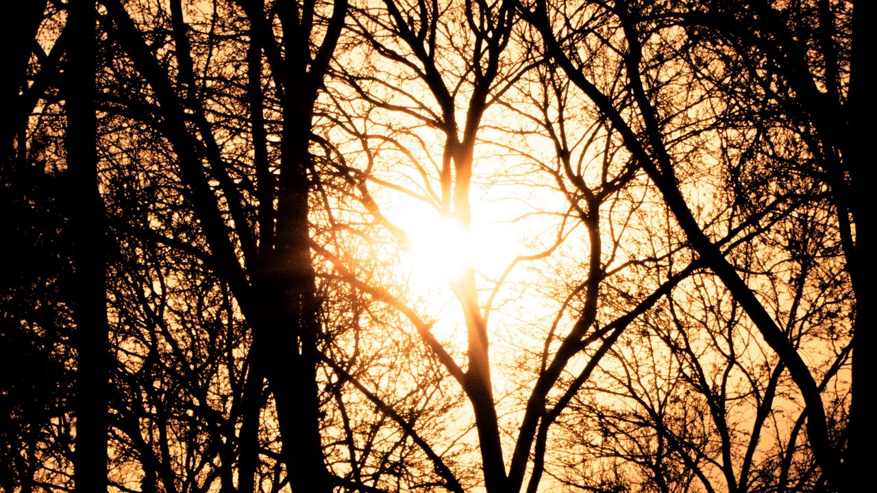 Wallpaper trees, branches, silhouettes, sunset, light, dark