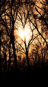 Preview wallpaper trees, branches, silhouettes, sunset, light, dark