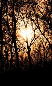 Preview wallpaper trees, branches, silhouettes, sunset, light, dark