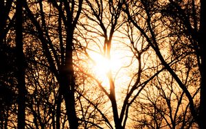 Preview wallpaper trees, branches, silhouettes, sunset, light, dark