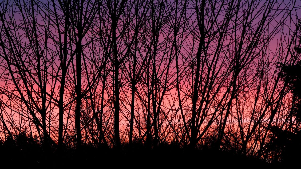 Wallpaper trees, branches, silhouettes, twilight, dark