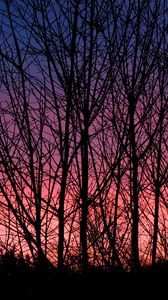 Preview wallpaper trees, branches, silhouettes, twilight, dark