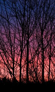 Preview wallpaper trees, branches, silhouettes, twilight, dark