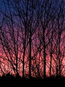 Preview wallpaper trees, branches, silhouettes, twilight, dark