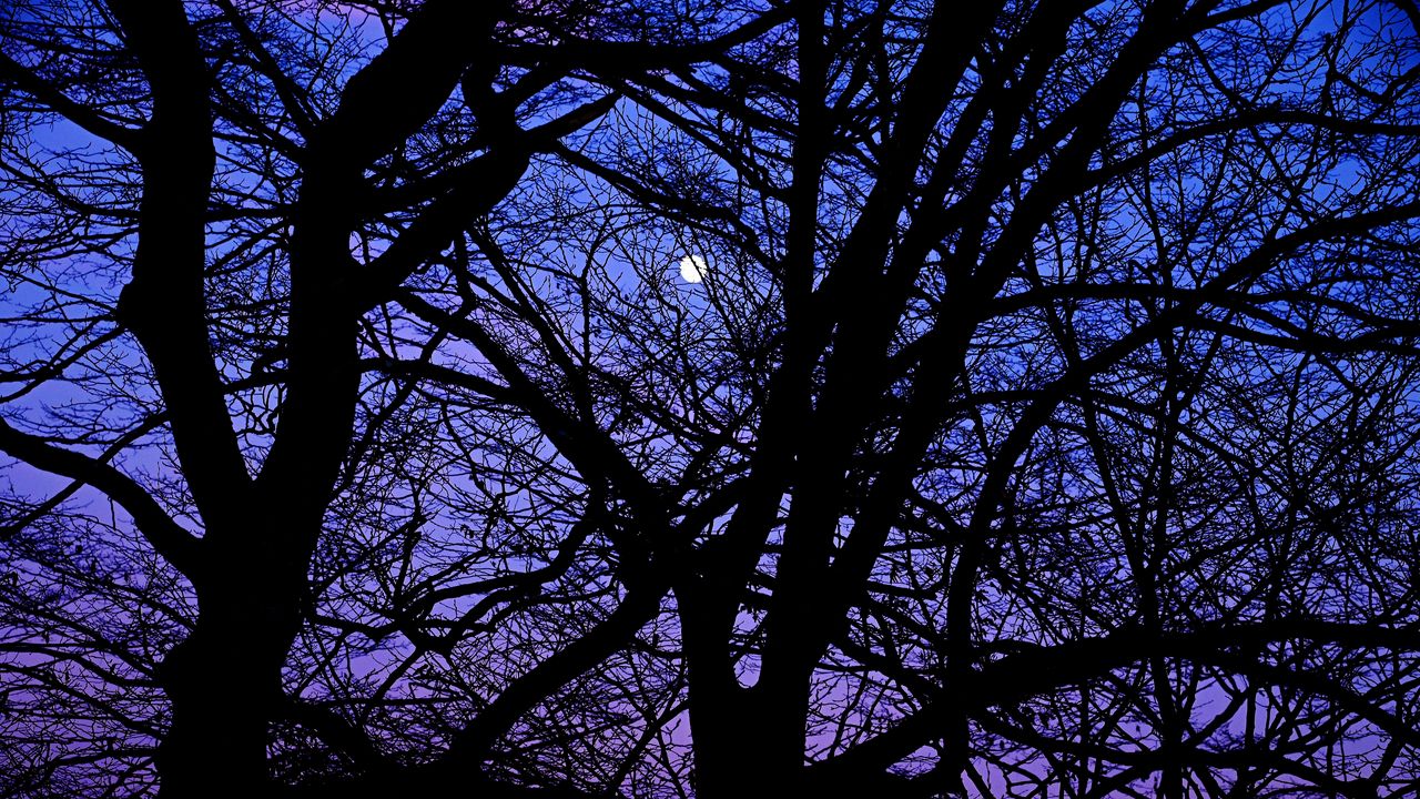 Wallpaper trees, branches, silhouettes, moon, night, dark