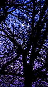 Preview wallpaper trees, branches, silhouettes, moon, night, dark