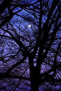 Preview wallpaper trees, branches, silhouettes, moon, night, dark