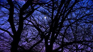 Preview wallpaper trees, branches, silhouettes, moon, night, dark