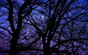 Preview wallpaper trees, branches, silhouettes, moon, night, dark