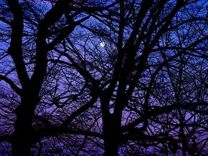 Preview wallpaper trees, branches, silhouettes, moon, night, dark