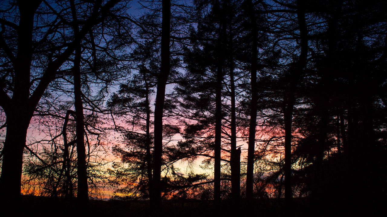 Wallpaper trees, branches, silhouettes, twilight