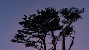 Preview wallpaper trees, branches, silhouettes, twilight, sky