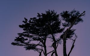 Preview wallpaper trees, branches, silhouettes, twilight, sky