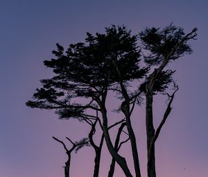 Preview wallpaper trees, branches, silhouettes, twilight, sky