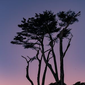 Preview wallpaper trees, branches, silhouettes, twilight, sky