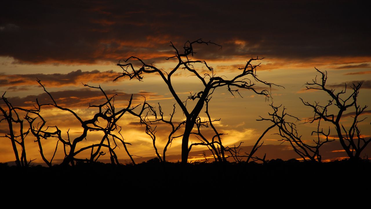 Wallpaper trees, branches, silhouettes, sky, sunset