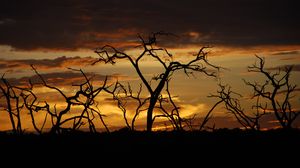 Preview wallpaper trees, branches, silhouettes, sky, sunset