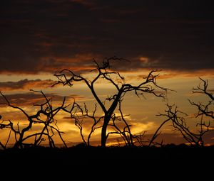 Preview wallpaper trees, branches, silhouettes, sky, sunset