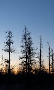 Preview wallpaper trees, branches, sky, nature, sunrise