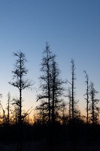 Preview wallpaper trees, branches, sky, nature, sunrise
