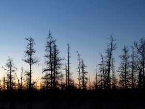 Preview wallpaper trees, branches, sky, nature, sunrise