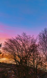 Preview wallpaper trees, branches, sky, nature, landscape