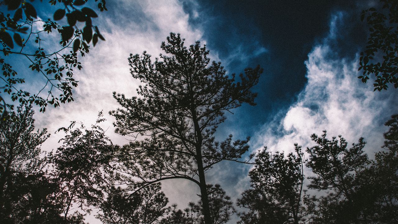 Wallpaper trees, branches, sky, clouds