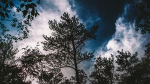 Preview wallpaper trees, branches, sky, clouds