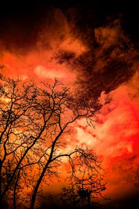 Preview wallpaper trees, branches, sky, dark