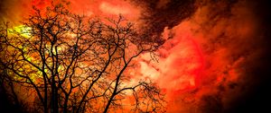 Preview wallpaper trees, branches, sky, dark