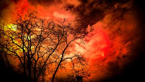 Preview wallpaper trees, branches, sky, dark
