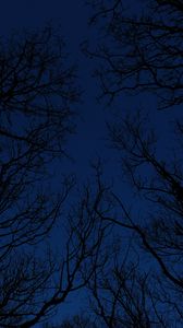 Preview wallpaper trees, branches, sky, night