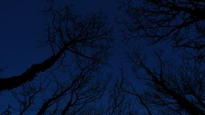 Preview wallpaper trees, branches, sky, night