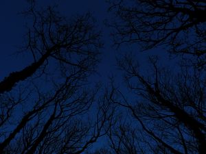 Preview wallpaper trees, branches, sky, night