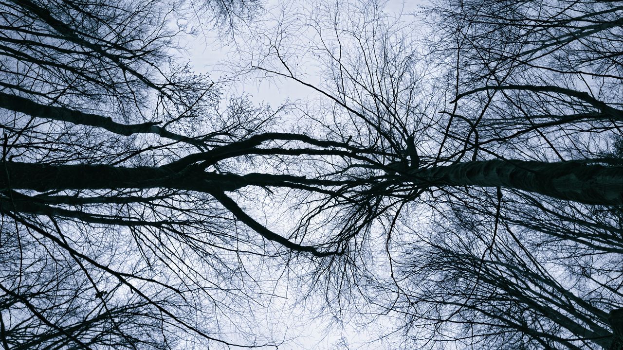 Wallpaper trees, branches, sky, silhouettes, nature