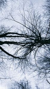 Preview wallpaper trees, branches, sky, silhouettes, nature