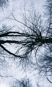 Preview wallpaper trees, branches, sky, silhouettes, nature