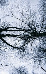 Preview wallpaper trees, branches, sky, silhouettes, nature