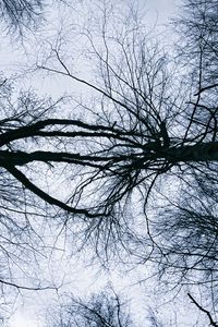 Preview wallpaper trees, branches, sky, silhouettes, nature