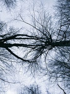 Preview wallpaper trees, branches, sky, silhouettes, nature