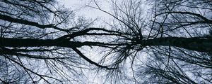 Preview wallpaper trees, branches, sky, silhouettes, nature