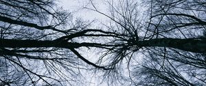 Preview wallpaper trees, branches, sky, silhouettes, nature