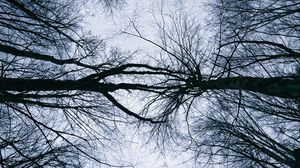 Preview wallpaper trees, branches, sky, silhouettes, nature