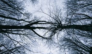 Preview wallpaper trees, branches, sky, silhouettes, nature