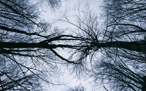 Preview wallpaper trees, branches, sky, silhouettes, nature