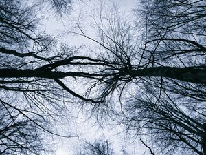 Preview wallpaper trees, branches, sky, silhouettes, nature