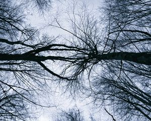 Preview wallpaper trees, branches, sky, silhouettes, nature