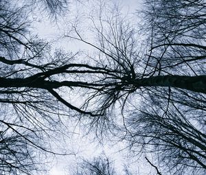 Preview wallpaper trees, branches, sky, silhouettes, nature